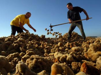 克罗地亚捞海绵